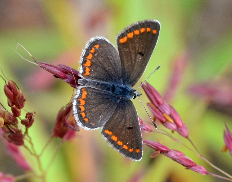 Lycaenidae